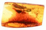 Detailed Fossil Caddisfly (Trichoptera) In Baltic Amber #335838-1